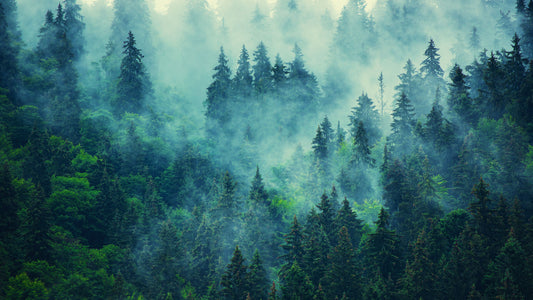 FSC-Zertifizierung: Nachhaltige Waldbewirtschaftung